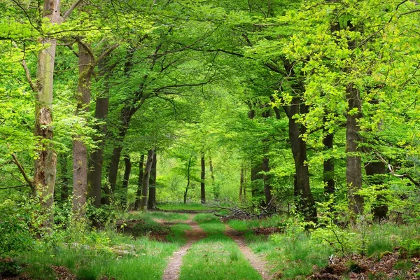 Walkway in a spring forest — Stock Photo, Image