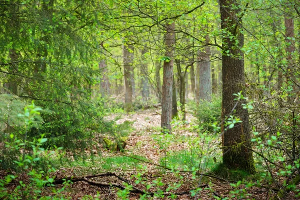 Frühlingswald in den Niederlanden — Stockfoto