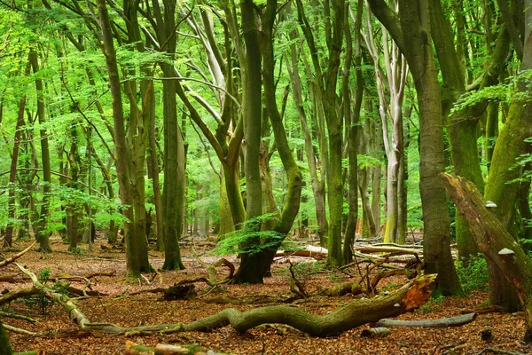 Lente bos in Nederland — Stockfoto