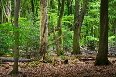 Bahar orman Hollanda