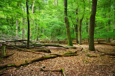 Bahar orman Hollanda