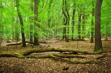 Bahar orman Hollanda