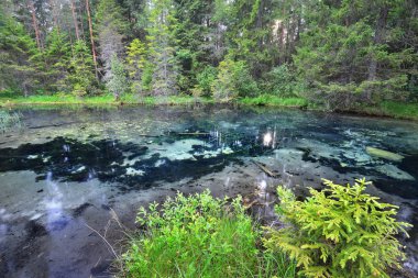 Orman ve nehir Endla Doğa Park