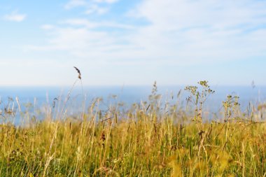 Paldiski sahilinde çimen