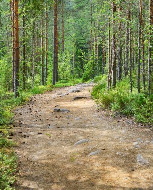 Finlandiya'da Kuzey ormanda yol