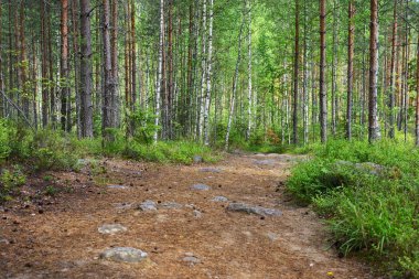 Finlandiya'da Kuzey ormanda yol