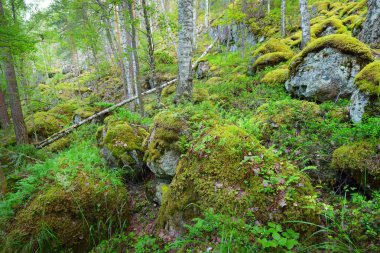 Finlandiya'da Granit kayalar üzerinde orman