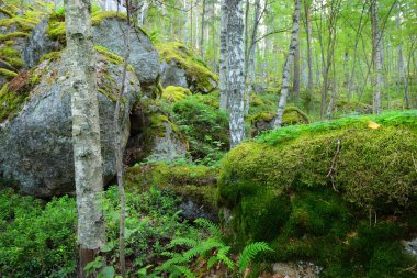 Finlandiya'da Granit kayalar üzerinde orman