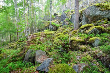 Finlandiya'da Granit kayalar üzerinde orman