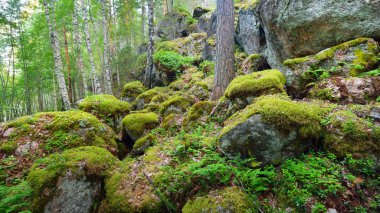 Finlandiya'da Granit kayalar üzerinde orman