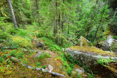 Finlandiya'da Granit kayalar üzerinde orman