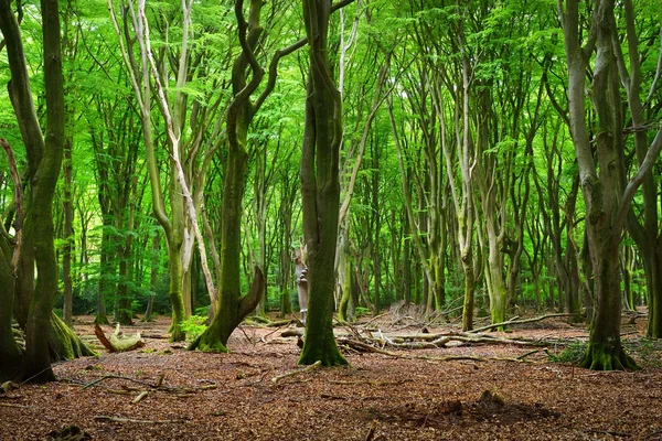 Lente bos in Nederland — Stockfoto