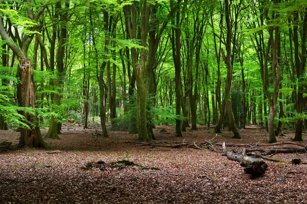 在荷兰的春天森林 — 图库照片