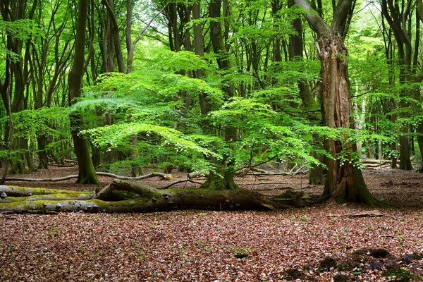 Foresta primaverile nei Paesi Bassi — Foto Stock