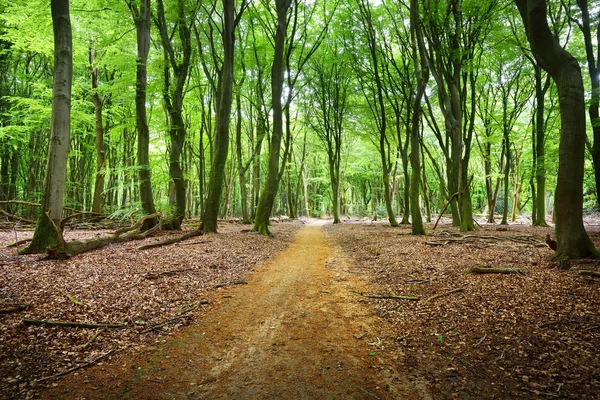 Passerella in una foresta primaverile — Foto Stock