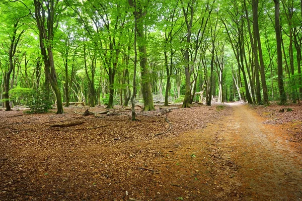 Sétány a tavaszi erdő — Stock Fotó