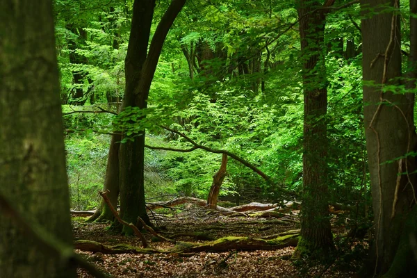Wiosną lasu w Holandii — Zdjęcie stockowe