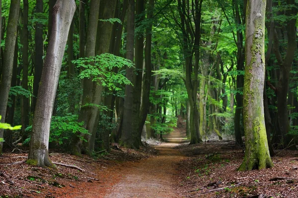 Walkway in a spring forest — Stock Photo, Image