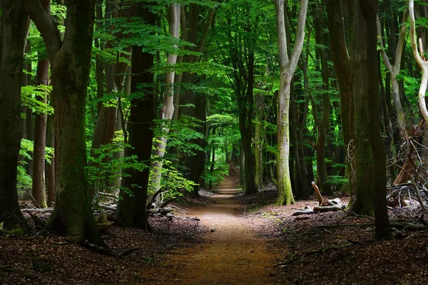 Passerella in una foresta primaverile — Foto Stock