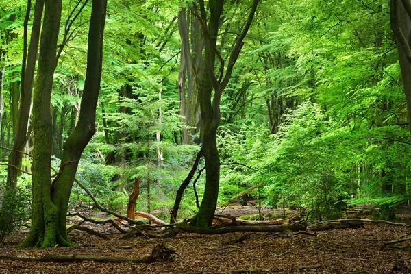 Lente bos in Nederland — Stockfoto