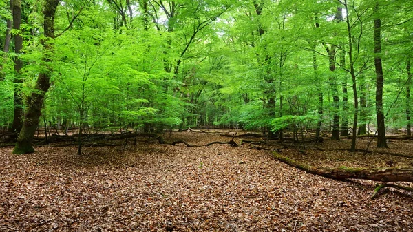 Bosque de primavera en los Países Bajos —  Fotos de Stock