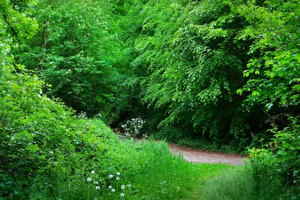 Promenade dans une forêt printanière — Photo