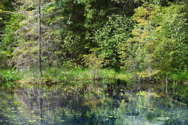 Forêt et rivière dans le parc naturel Endla — Photo