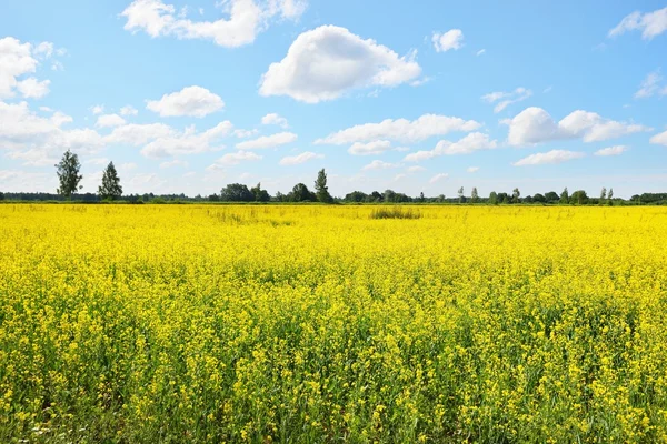 Rapeseed field in Latvia — Stock Photo, Image