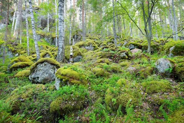 Bosque en rocas de granito en Finlandia —  Fotos de Stock