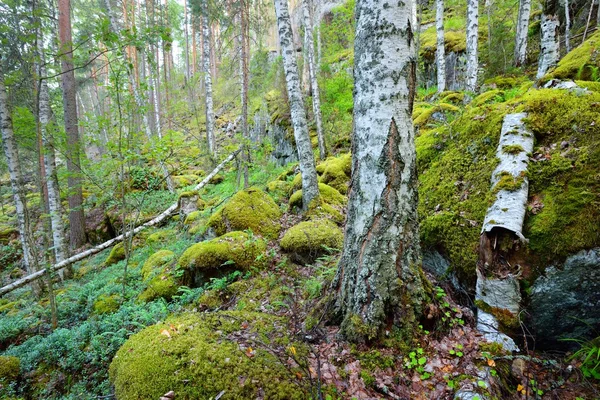 Las na granitowych skałach w Finlandii — Zdjęcie stockowe