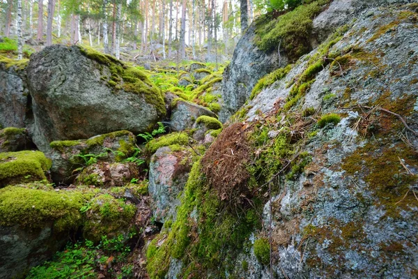 Floresta em rochas de granito na Finlândia — Fotografia de Stock