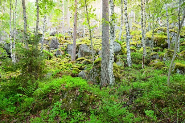 Bosque en rocas de granito en Finlandia — Foto de Stock