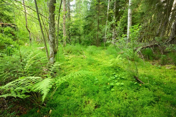 Foresta settentrionale in Finlandia — Foto Stock