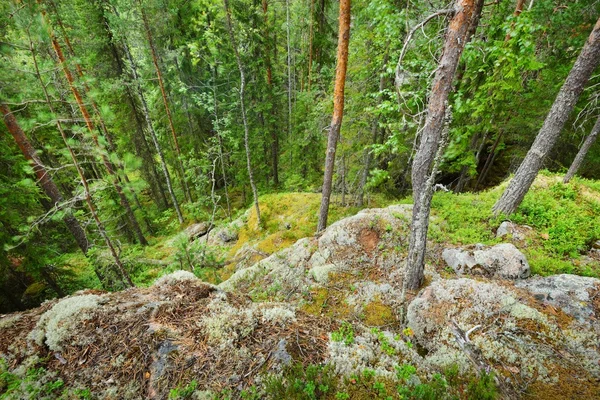 Ліс на гранітні скелі в Фінляндії — стокове фото