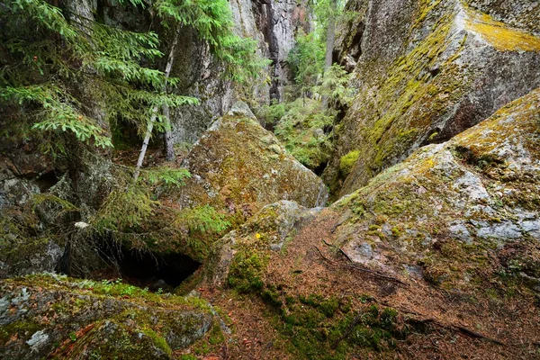 Bos op granieten stenen in Finland — Stockfoto