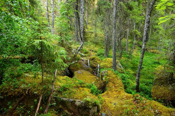 Las na granitowych skałach w Finlandii — Zdjęcie stockowe