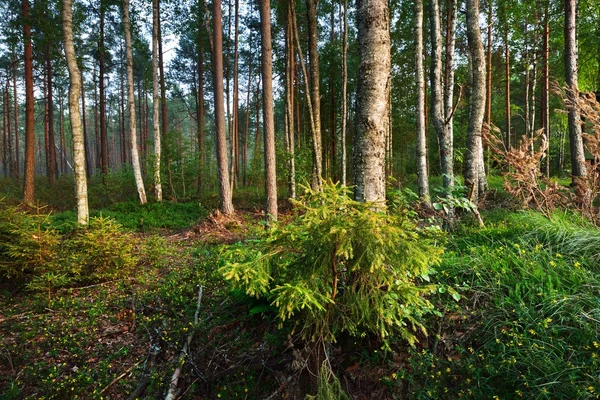 Forêt nordique en Finlande — Photo