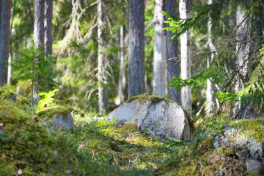 Orman Kasmu yakınındaki kayalarda