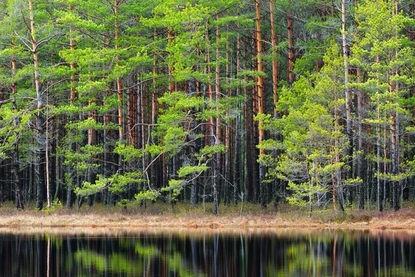 Severní Lesní krajina — Stock fotografie