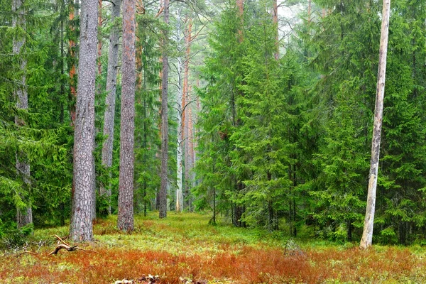 Noordelijke boslandschap — Stockfoto