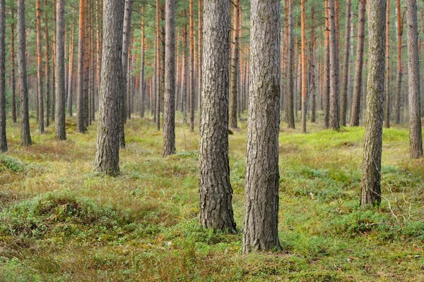 Paysage forestier nordique — Photo