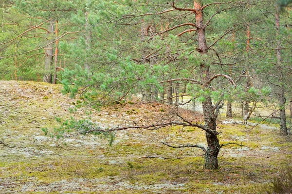 Northern forest landscape — Stock Photo, Image