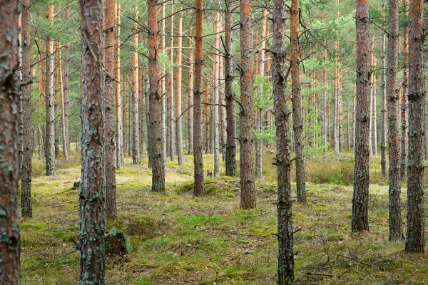 Северный лес — стоковое фото