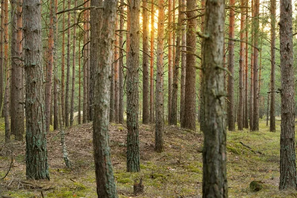 Північний лісовий пейзаж на заході сонця — стокове фото