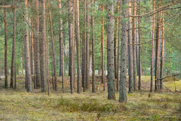 Paysage forestier nordique — Photo