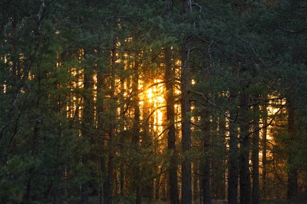 Zachód słońca w północnym lesie — Zdjęcie stockowe