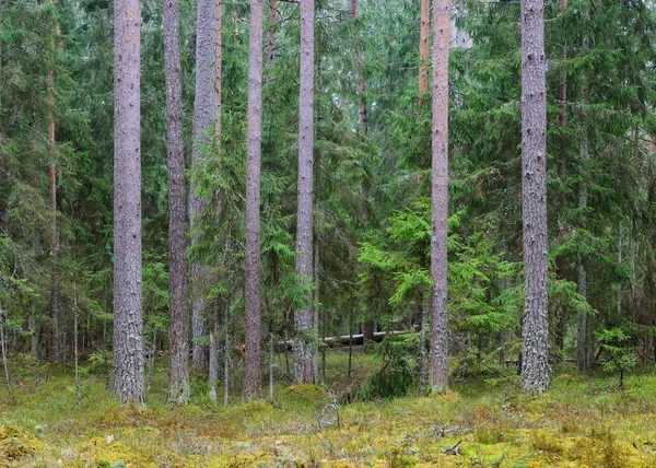 北の森林風景 — ストック写真