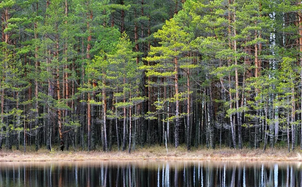 Northern forest landscape — Stock Photo, Image