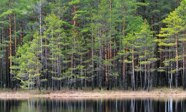 Northern forest landscape — Stock Photo, Image