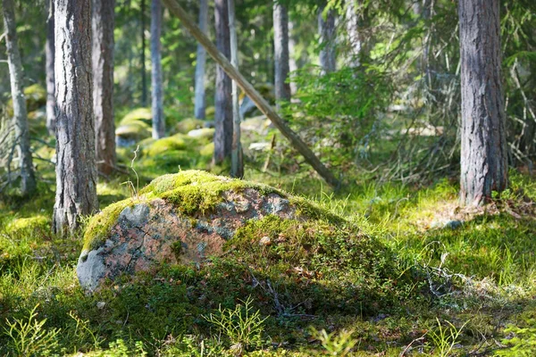 Rocks in the forest near Kasmu — Stock Photo, Image